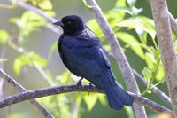 Shiny Cowbird - Molothrus bonariensis