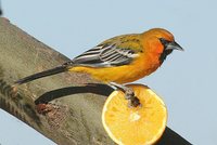 Streak-backed Oriole - Icterus pustulatus