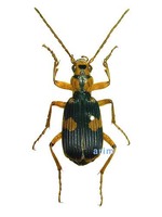 폭탄먼지벌레 - Pheropsophus jessoensis