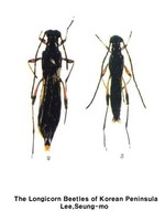 벌하늘소 - Necydalis major