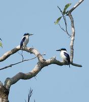 New Britain Kingfisher