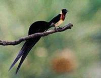 Paradise Whydah