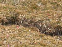 Olivaceous Thornbill