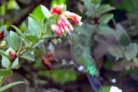 Glowing Puffleg