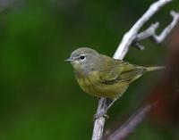 Orangecrowned Warbler