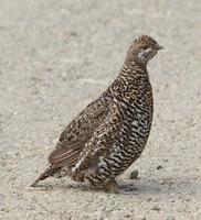 Spruce Grouse Hen