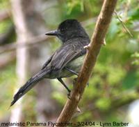 Panama Flycatcher (Myiarchus panamensis)