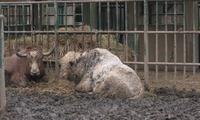 (White bison lying in the mud.)