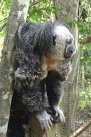 Black and white and looking bald - Monk Saki Monkey