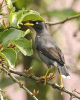 Javan Myna Acridotheres javanicus