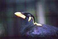 Hill Myna, Peninsular Malaysia