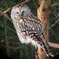 Ural Owl