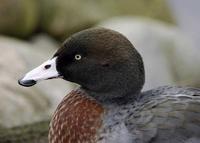 Another New Zealand Blue duck.