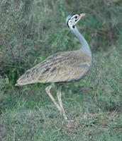 White-bellied Bustard p.116