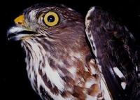 29. 히말라야새매（松雀鷹, song qiao ying）Accipiter virgatus