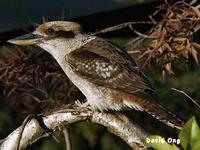 Laughing Kookaburra