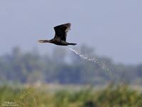 Great Cormorant