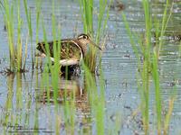 Greater Painted-Snipe(Male)