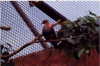 Superb Fruit Dove Ptilinopus superbus