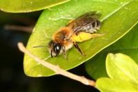 Andrena tibialis