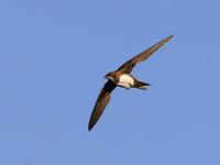 Alpine Swift (Apus melba)