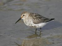 Dunlin (Calidris alpina)