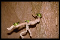 : Ameerega trivittata