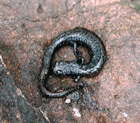 : Batrachoseps stebbinsi; Tehachapi Slender Salamander