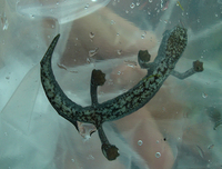 : Bolitoglossa hartwegi