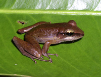 : Craugastor talamancae