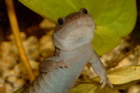 : Hynobius okiensis