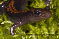 : Onychodactylus japonicus; Japanese Clawed Salamander