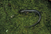 : Plethodon montanus; Northern Gray-cheeked Salamander