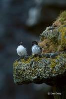 : Aethia pusilla; Least Auklet