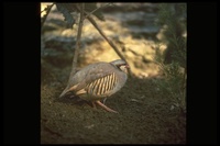 : Alectoris chukar; Chukar