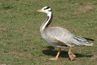 : Anser indicus; Bar-headed Goose