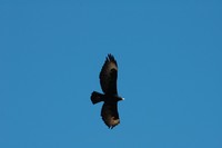 : Aquila verreauxii; Verreaux's Eagle