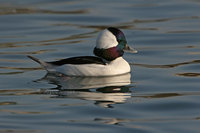 : Bucephala albeola; Bufflehead