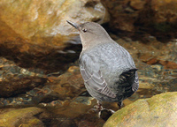 : Cinclus mexicanus mexicanus; American Dipper