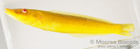 : Cheilio inermis