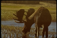 : Alces alces; Moose