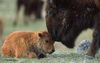 : Bison bison; Bison