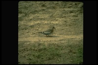 : Zenaida asiatica; White-winged Dove