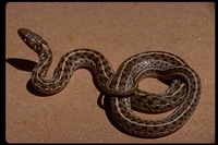 : Thamnophis marcianus; Checkered Garter Snake