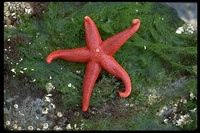 : Henricia leviuscula; Blood Star