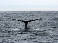 Blue Whale. 14 October 2006. Photo by Troy Guy