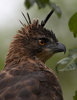 Mountain Hawk Eagle