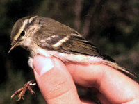 Yellow-browed Warbler, Phylloscopus inornatus