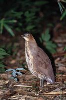 Malayan Night-Heron Gorsachius melanolophus