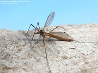 Almindelig Stankelben (Tipula paludosa) Foto/billede af